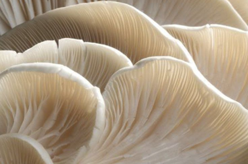 The Power of Beta Glucan for Rosacea: A Soothing Solution