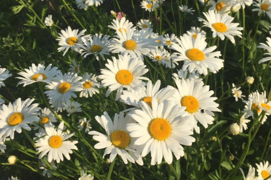 Chamomile for Rosacea