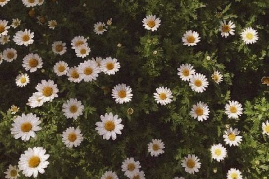 Chamomile Rosacea Compress