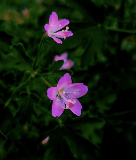 Canadian Willowherb in skincare