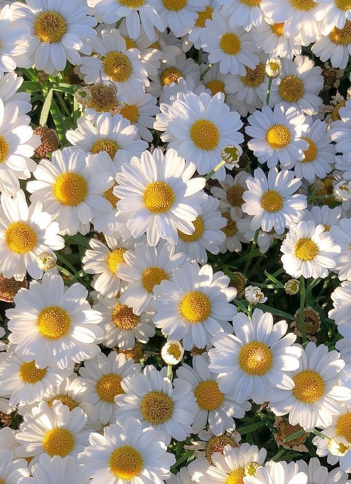 Chamomile Rosacea Compress