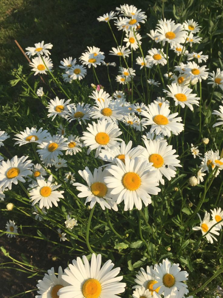 Chamomile for Rosacea